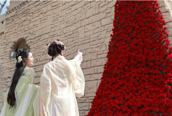 淹城,赏樱正当时!