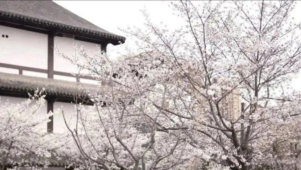 是樱花呀!从停车场美到了心里…