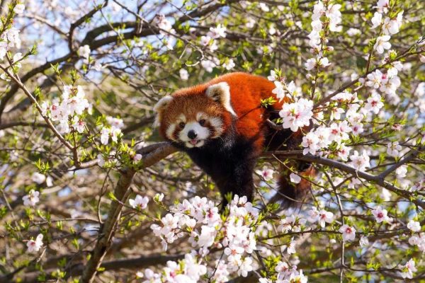 春游趣 | 当动物邂逅花花,唯美浪漫至极!