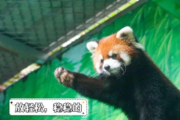 前方“红”运高照,最萌应援团助力高考!