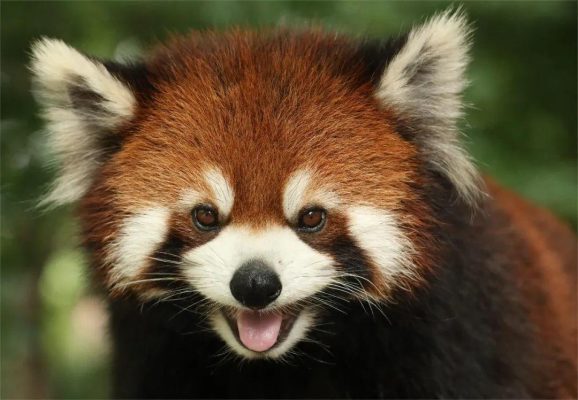 动物明星专栏 | 吃是为了生存,所以短短是求生欲旺盛的小熊猫呀~