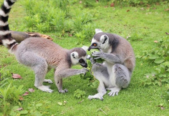 端午出游攻略!来淹城动物园过一个与“粽”不同的端午假期!