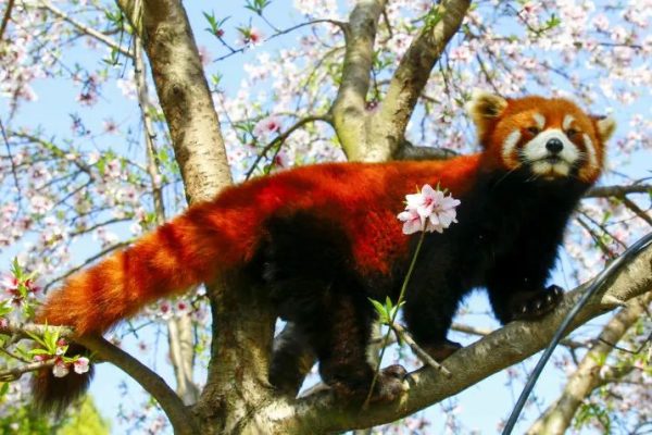 动物明星专栏 | 聪明、勇敢、好脾气~ 我真的羡慕我自己