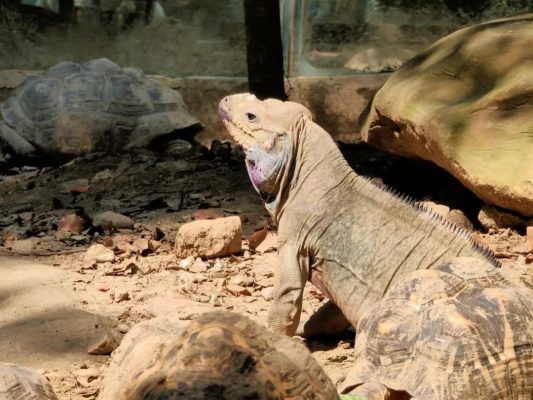 动物明星专栏 | “加勒比小怪兽”竟是一枚温柔恬静美少女