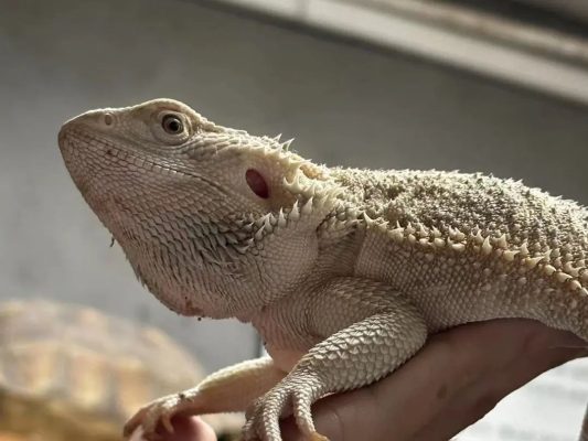 动物明星专栏 | 一言不合就鼓出双下巴的萌宠