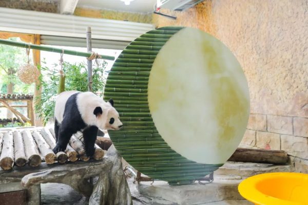 动物花式过中秋!国宝琪琪“中秋味”生日会、萌兽各色专属月饼…仪式感满满!