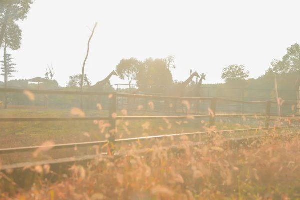 秋天快要过了?TA们帮你们留住了“秋色”