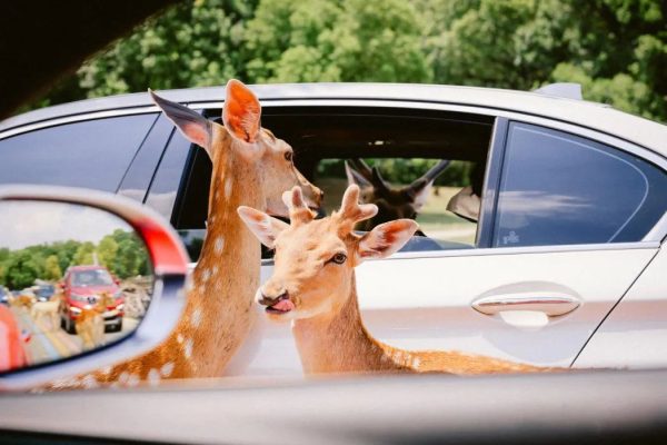 跨年大礼!史无前例!9.9元享全长5公里自驾看动物,无停车费!