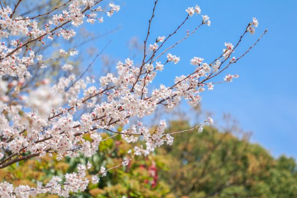 春风十里,不如樱花飘落时的你