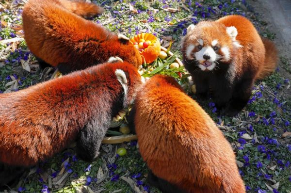 淹城野生动物世界丨“毛孩子”们乐“宵”遥!花式“汤圆”、浪漫仪式、秀恩爱…欢喜闹元宵!