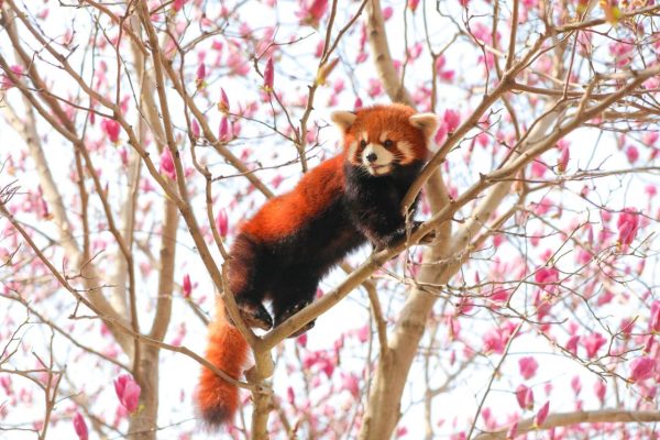 淹城野生动物世界 | 淹城动物园“探花郎”招募!春日繁花盛景,免费入园观萌兽“耍花招”!