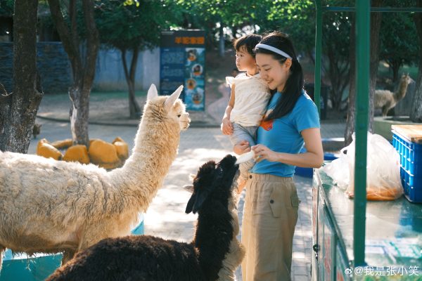 淹城野生动物世界丨童趣端午“粽”狂欢!猩猩蹦迪 、獭獭音乐会、百兽品粽…来淹城动物园解锁“泼天富贵”般的快乐!