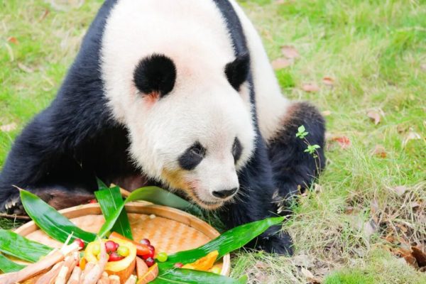 淹城野生动物世界 I 假期真正会玩的人在这里!动物品月饼、打卡童话林、赏国际马戏……抓住假期的尾巴