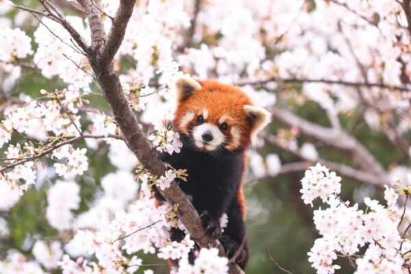 淹城野生动物世界丨这个春日来这就够了！风车花海、20+春日打卡点、国际大马戏、自驾逛五洲…..