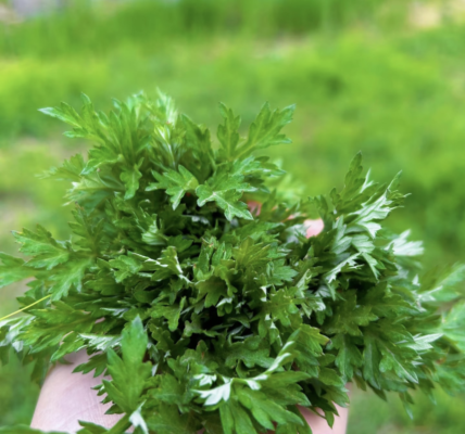 淹城春秋乐园丨淹城寻“艾” 制“皂”美好