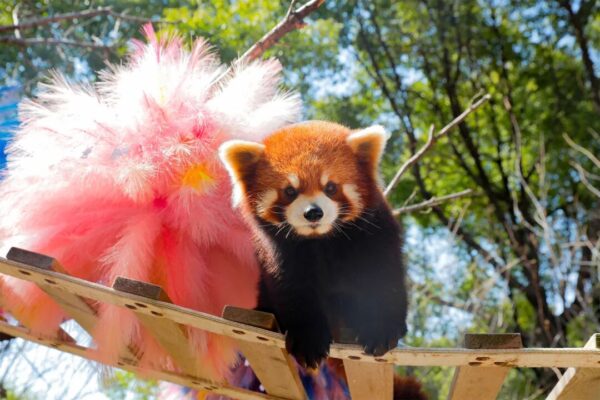 淹城野生动物世界 | 春假清明不宅家，来淹城动物园嗨翻假期，春日遛娃天花板实锤！